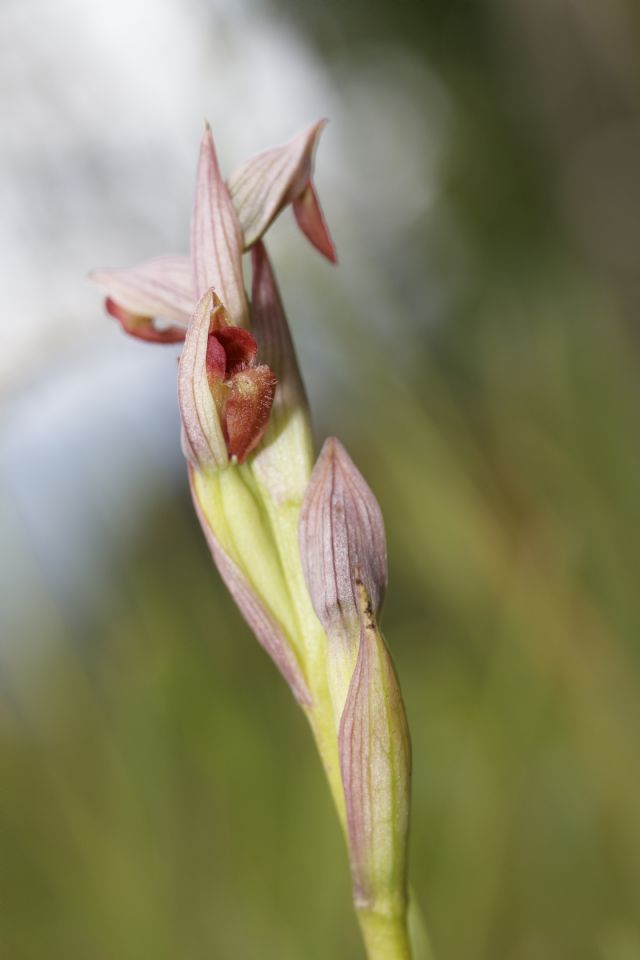 Serapias parviflora e ibridi (Mugello)